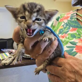 Stevie -  Domestic Short Hair Cat for Adoption - Stevie | PetCurious