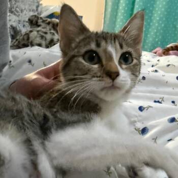 Fernheart -  Domestic Short Hair Cat for Adoption in Daphne, Alabama - Fernheart | PetCurious