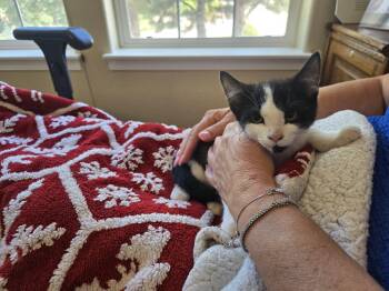 Rescue American Shorthair Cats for Adoption in Colorado Springs, Colorado - Luna | PetCurious