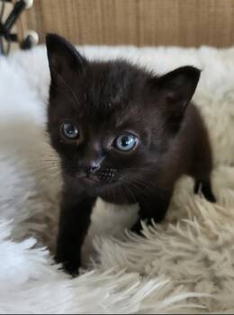 Domestic Short Hair Cats Available for Adoption in San Jacinto, California - Morticia | PetCurious