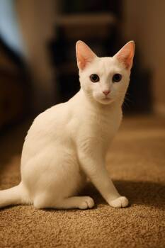 Rescue Domestic Short Hair Cats for Adoption in Sanford, North Carolina - Bella | PetCurious