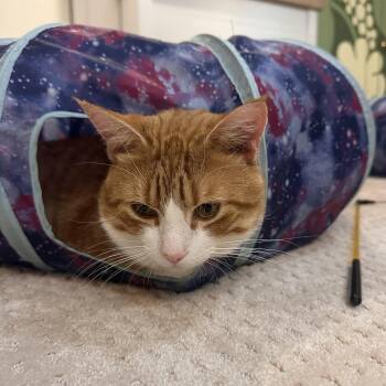 Chap -  Domestic Short Hair Cat for Adoption in Medford, Massachusetts - Chap | PetCurious