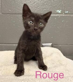 Rouge -  Domestic Short Hair Cat for Adoption in Fort Worth, Texas - Rouge | PetCurious