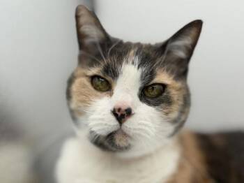 Chloe -  Domestic Short Hair Cat for Adoption in Portland, Oregon - Chloe | PetCurious
