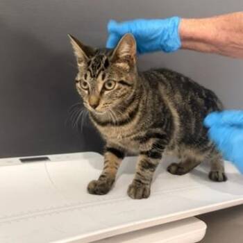 Blossom Wigglesworth -  Domestic Short Hair Cat for Adoption in Livingston, Texas - Blossom Wigglesworth | PetCurious
