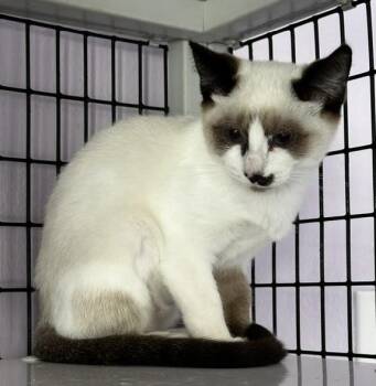 Vera - Lovely Snowshoe -  Snowshoe Cat for Adoption in Hoquiam, Washington - Vera - Lovely Snowshoe | PetCurious