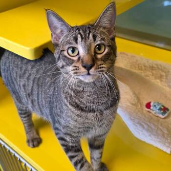 Domestic Short Hair Cats Available for Adoption - Toulouse | PetCurious