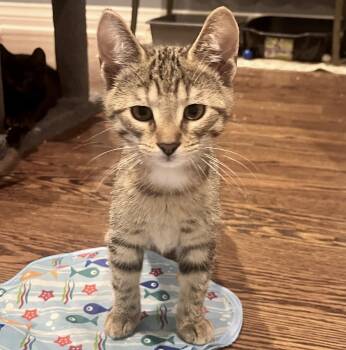 Sugar -  Tabby and Domestic Short Hair Cat for Adoption in Vaughan, Ontario - Sugar | PetCurious
