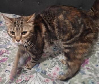 Domestic Short Hair and Tabby Cats Available for Adoption in Greensboro, North Carolina - Catherine | PetCurious