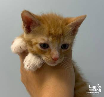 Sir -  Domestic Short Hair Cat for Adoption in Washington, District Of Columbia - Sir | PetCurious