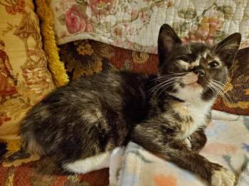 Taco/Tori -  Domestic Short Hair Cat for Adoption in Glenfield, New York - Taco/Tori | PetCurious