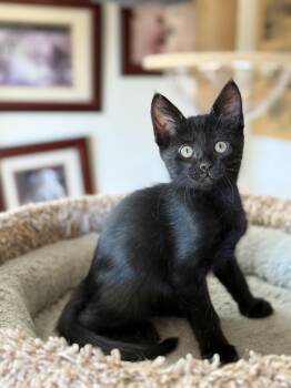 Rescue Domestic Short Hair Cats for Adoption in Fort Worth, Texas - Charcoal | PetCurious