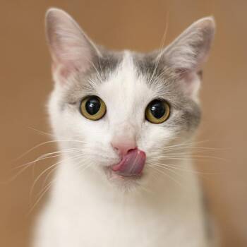 Domestic Short Hair Cats Available for Adoption in Chicago, Illinois - Tori | PetCurious