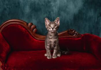 Rescue Tabby Cats for Adoption in Pasadena, Texas - Jean | PetCurious