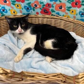 Vanessa -  Domestic Short Hair Cat for Adoption in Benld, Illinois - Vanessa | PetCurious