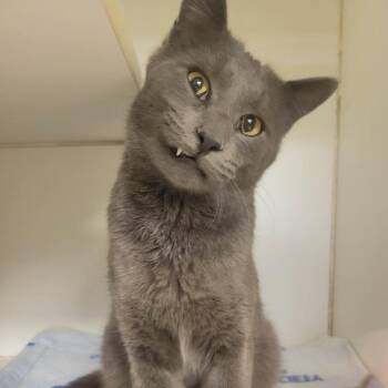 Bathtub (fka Charming Charlie) -  Domestic Short Hair Cat for Adoption in Columbia, Missouri - Bathtub (fka Charming Charlie) | PetCurious