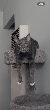 Red aka Viper -  Domestic Short Hair Cat for Adoption in San Jose, California - Red Aka Viper | PetCurious