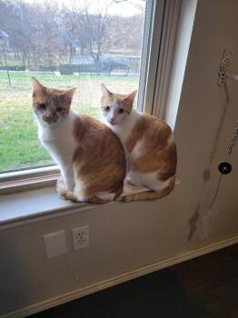Domestic Short Hair Cats Available for Adoption - Babe (Bonded To Mo) | PetCurious