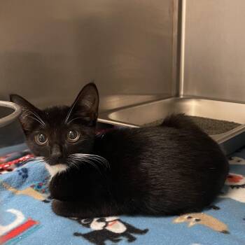 Silly Goose 4489 -  Domestic Short Hair Cat for Adoption in Columbus, Georgia - Silly Goose 4489 | PetCurious