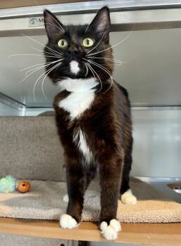 Domestic Short Hair Cats Available for Adoption in San Francisco, California - BOLIN | PetCurious