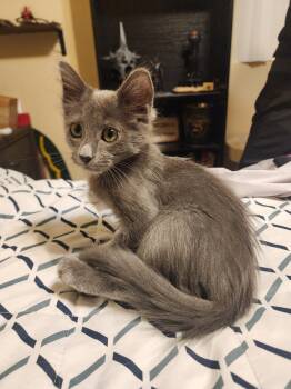 Dan -  Domestic Medium Hair Cat for Adoption in Penryn, California - Dan | PetCurious
