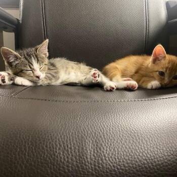Frodo -  Domestic Short Hair Cat for Adoption in Oak Park, Illinois - Frodo | PetCurious