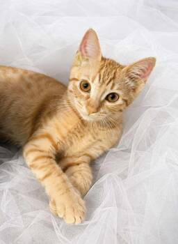 Branch and Poppy -  Domestic Short Hair Cat for Adoption - Branch And Poppy | PetCurious