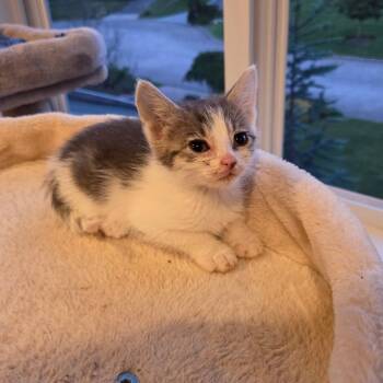 Spirit -  Domestic Short Hair Cat for Adoption in Mastic, New York - Spirit | PetCurious