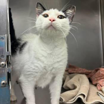 Diet Pepsi -  Domestic Short Hair Cat for Adoption in Charlottesville, Virginia - Diet Pepsi | PetCurious