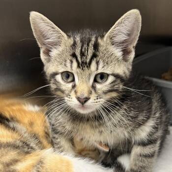 Riley -  Domestic Short Hair Cat for Adoption in Oneonta, New York - Riley | PetCurious