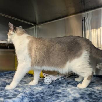 Marshal -  Domestic Short Hair Cat for Adoption in Manhattan, Kansas - Marshal | PetCurious