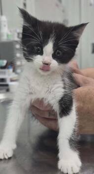 Rhonda -  Domestic Medium Hair Cat for Adoption in Hillsdale, Indiana - Rhonda | PetCurious