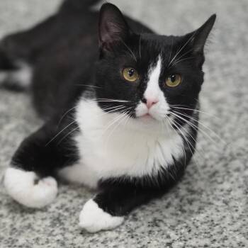 Domestic Short Hair Cats Available for Adoption in Falls Church, Virginia - Buggy-Man | PetCurious