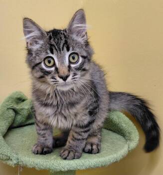 Latte -  Domestic Long Hair Cat for Adoption in Eugene, Oregon - Latte | PetCurious