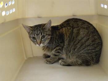 Domestic Short Hair Cats Available for Adoption in Omaha, Nebraska - ROXY | PetCurious