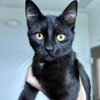 Porsche -  Domestic Short Hair Cat for Adoption in Matteson, Illinois - Porsche | PetCurious