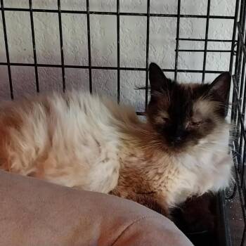 Coconut -  Domestic Long Hair and Siamese Cat for Adoption in Baker City, Oregon - Coconut | PetCurious