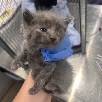 La -  Domestic Short Hair Cat for Adoption in Summerville, South Carolina - La | PetCurious