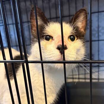 Rescue Domestic Short Hair Cats for Adoption in Pennsville Township, New Jersey - Bluebird | PetCurious