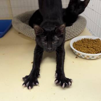 Ran -  Domestic Short Hair Cat for Adoption in Senatobia, Mississippi - Ran | PetCurious
