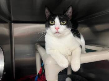 Domestic Short Hair Cats Available for Adoption in Chico, California - Coco | PetCurious