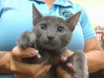 SMOKEY -  Domestic Short Hair Cat for Adoption in Doral, Florida - SMOKEY | PetCurious