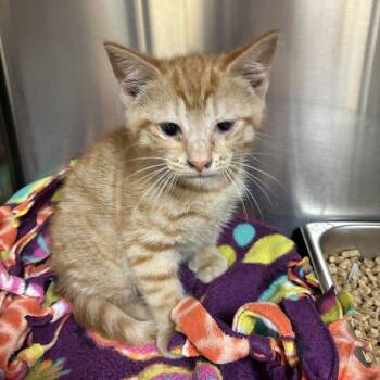 Butterball -  Domestic Short Hair Cat for Adoption in Windsor, Virginia - Butterball | PetCurious