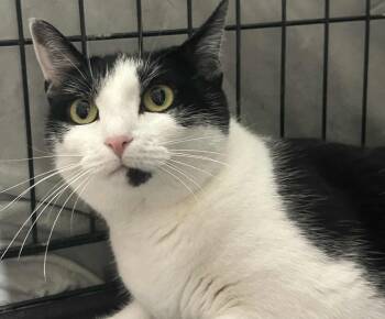 Rescue Domestic Short Hair Cats for Adoption in Westfield, Massachusetts - Moo | PetCurious