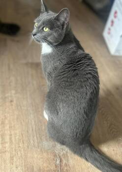 Rescue Domestic Short Hair Cats for Adoption in Bloomsdale, Missouri - Oliver | PetCurious