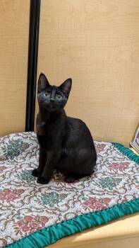 Oba & Rhea -  Domestic Short Hair Cat for Adoption in Buffalo, New York - Oba & Rhea | PetCurious