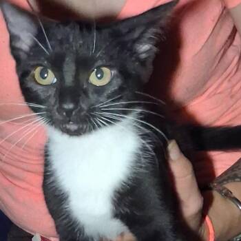 Athena -  Domestic Short Hair Cat for Adoption in Marble, North Carolina - Athena | PetCurious