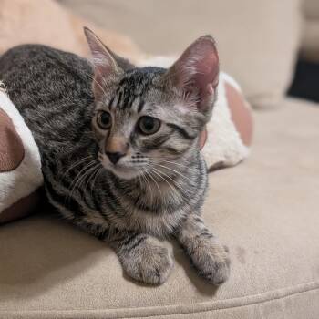 American Shorthair Cats Available for Adoption - Tartan | PetCurious