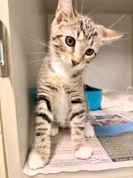 Gianna -  Domestic Short Hair Cat for Adoption in Pottsville, Pennsylvania - Gianna | PetCurious