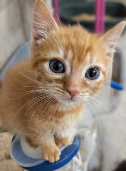 Rescue Domestic Short Hair Cats for Adoption in Evans, Georgia - Yumyum | PetCurious